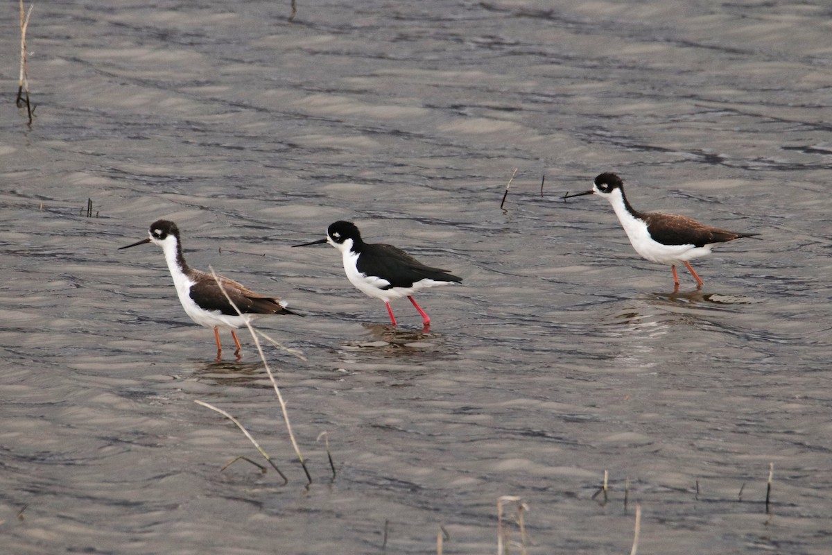 Black-necked Stilt - ML609650961