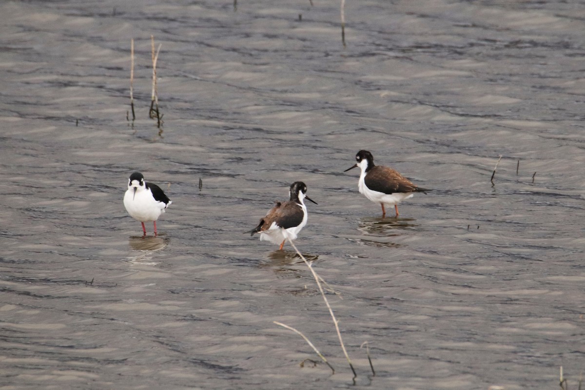 Black-necked Stilt - ML609650962