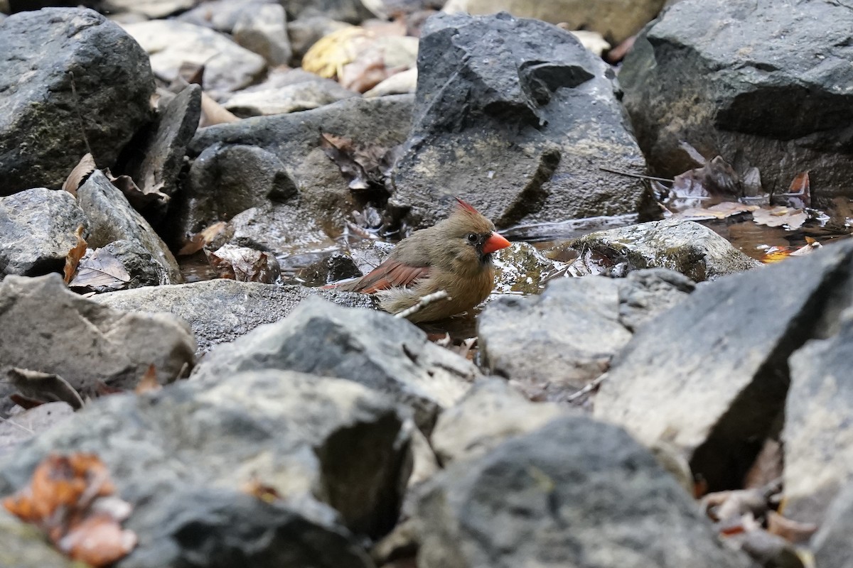 Northern Cardinal - ML609650966