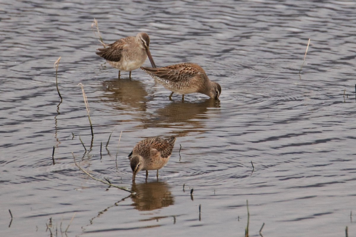 Long-billed Dowitcher - ML609650977