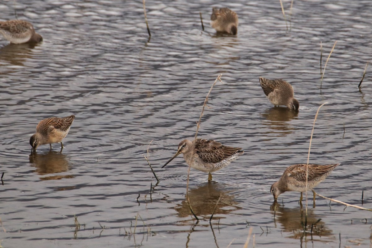 Long-billed Dowitcher - ML609650981