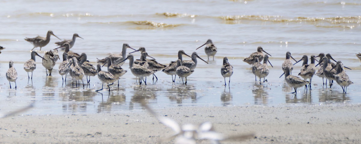 Asian Dowitcher - ML609651010