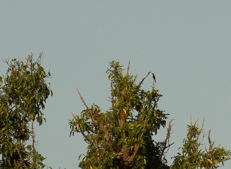 Metallic Starling - Anne Heyerly