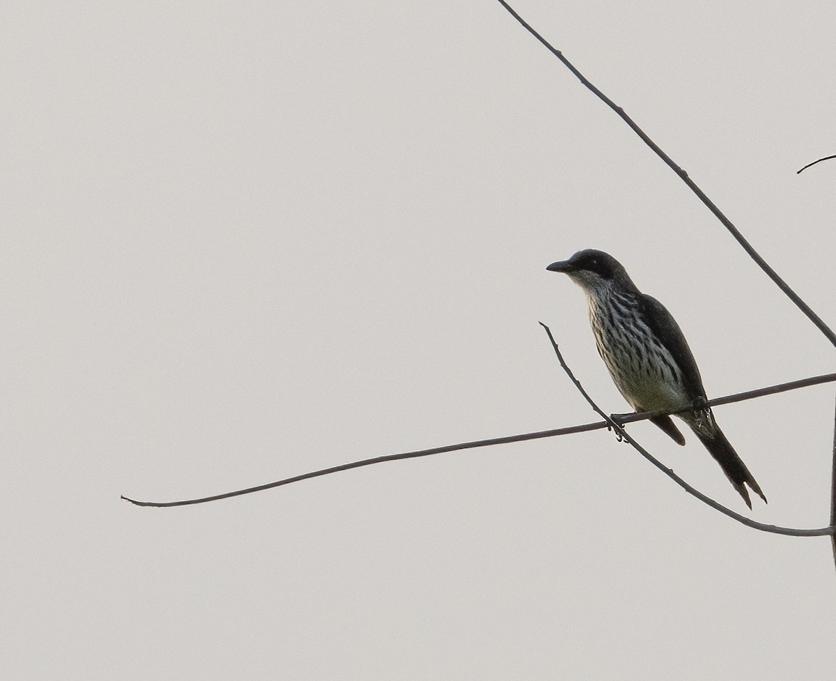 Metallic Starling - ML609651059