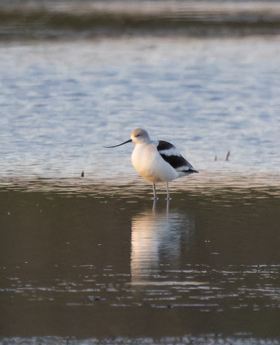 Avoceta Americana - ML609651079