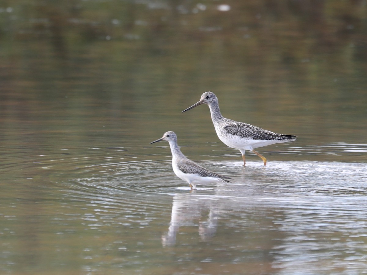 Greater Yellowlegs - ML609651151