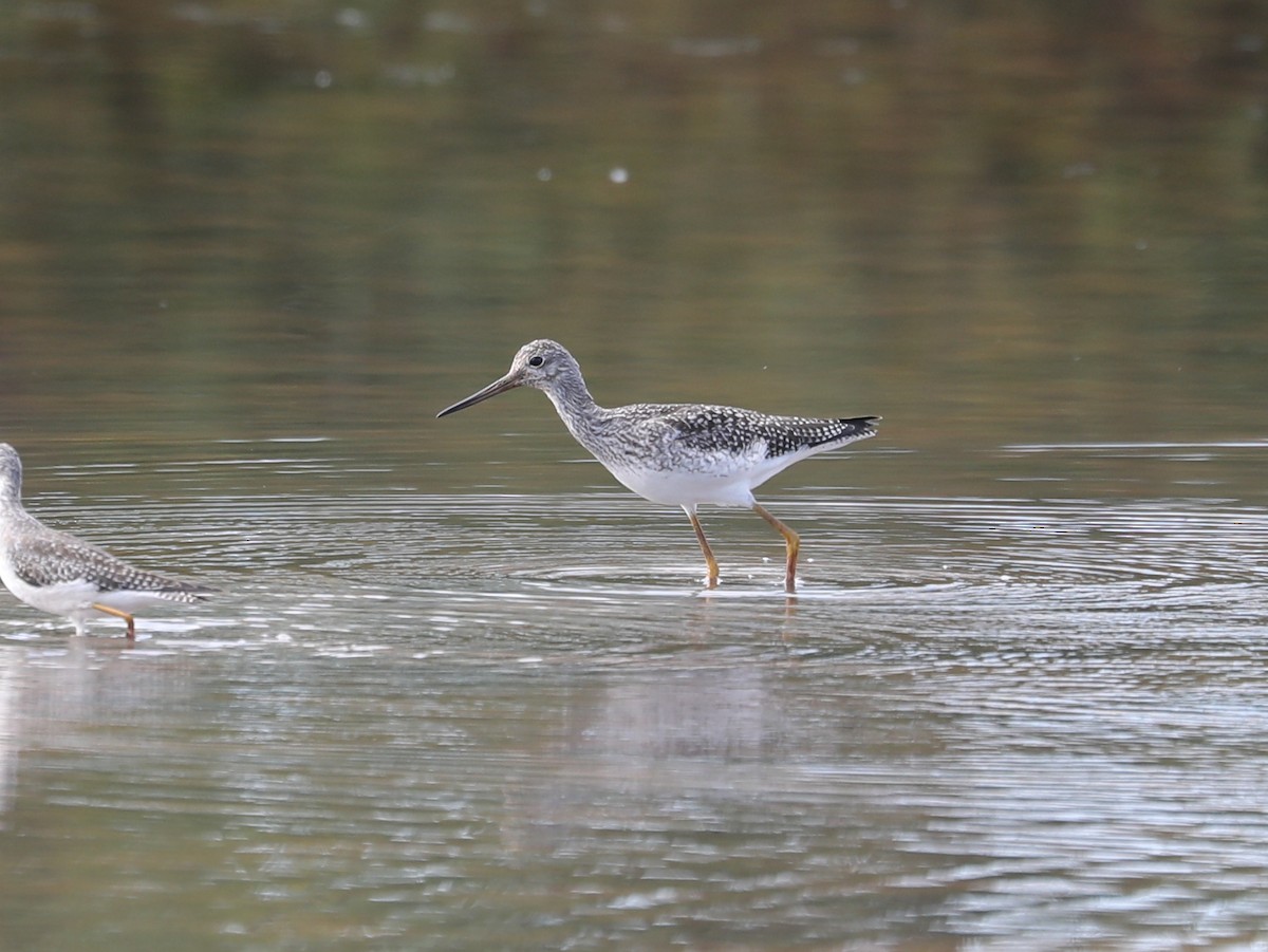 Greater Yellowlegs - ML609651152