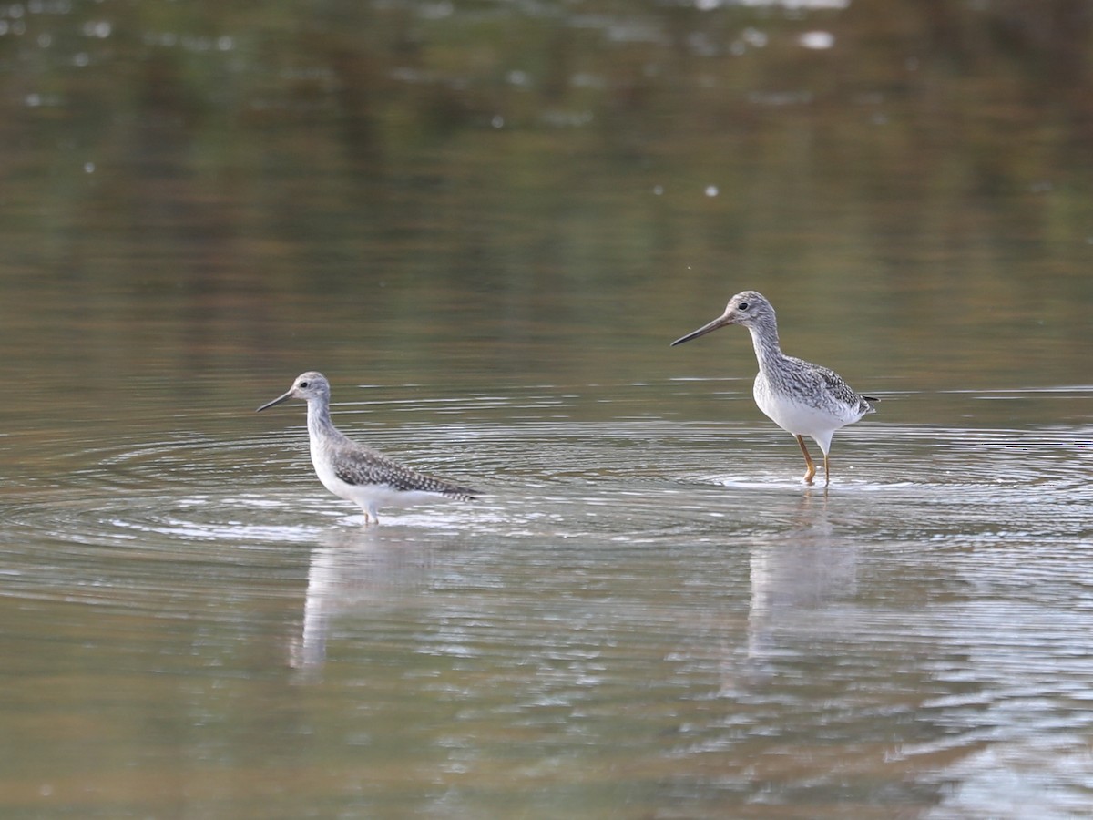 Greater Yellowlegs - ML609651153