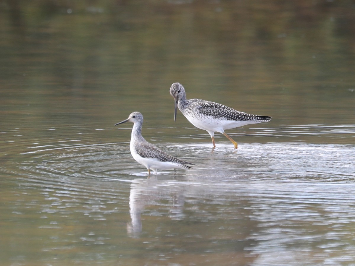 Lesser Yellowlegs - ML609651162