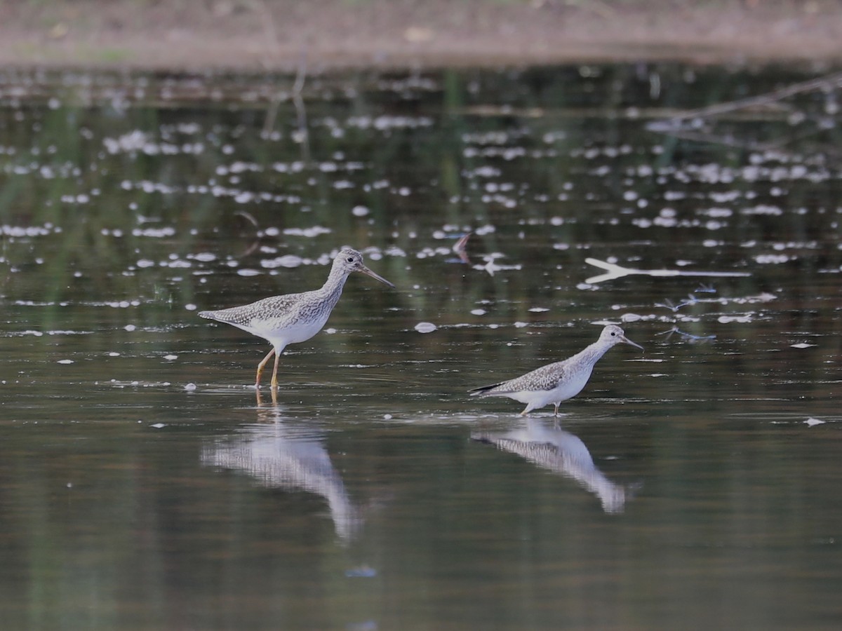 Greater Yellowlegs - ML609651167