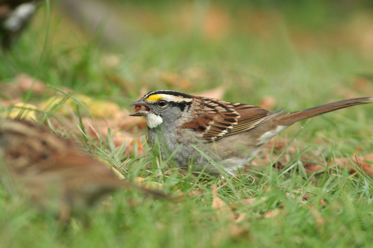 White-throated Sparrow - Charlie Anich