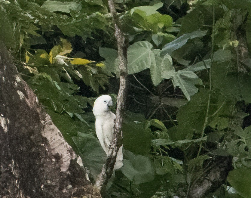 Blue-eyed Cockatoo - ML609651192