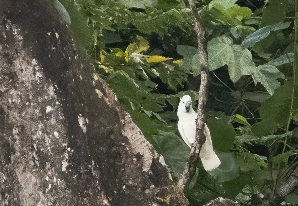 Blue-eyed Cockatoo - Anne Heyerly