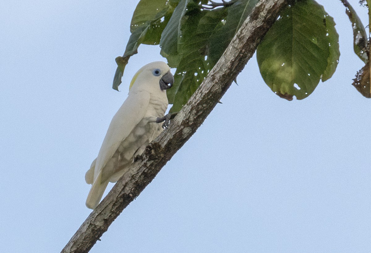 Blue-eyed Cockatoo - ML609651195