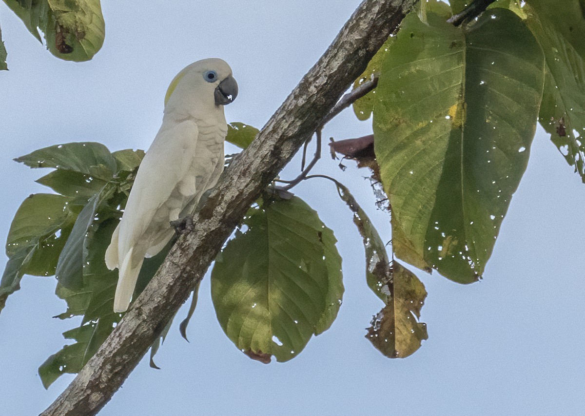 Blue-eyed Cockatoo - ML609651196