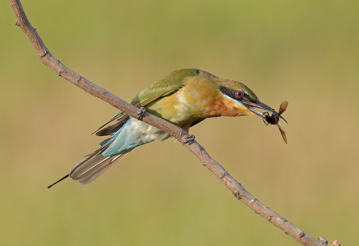 Blue-tailed Bee-eater - ML609651315