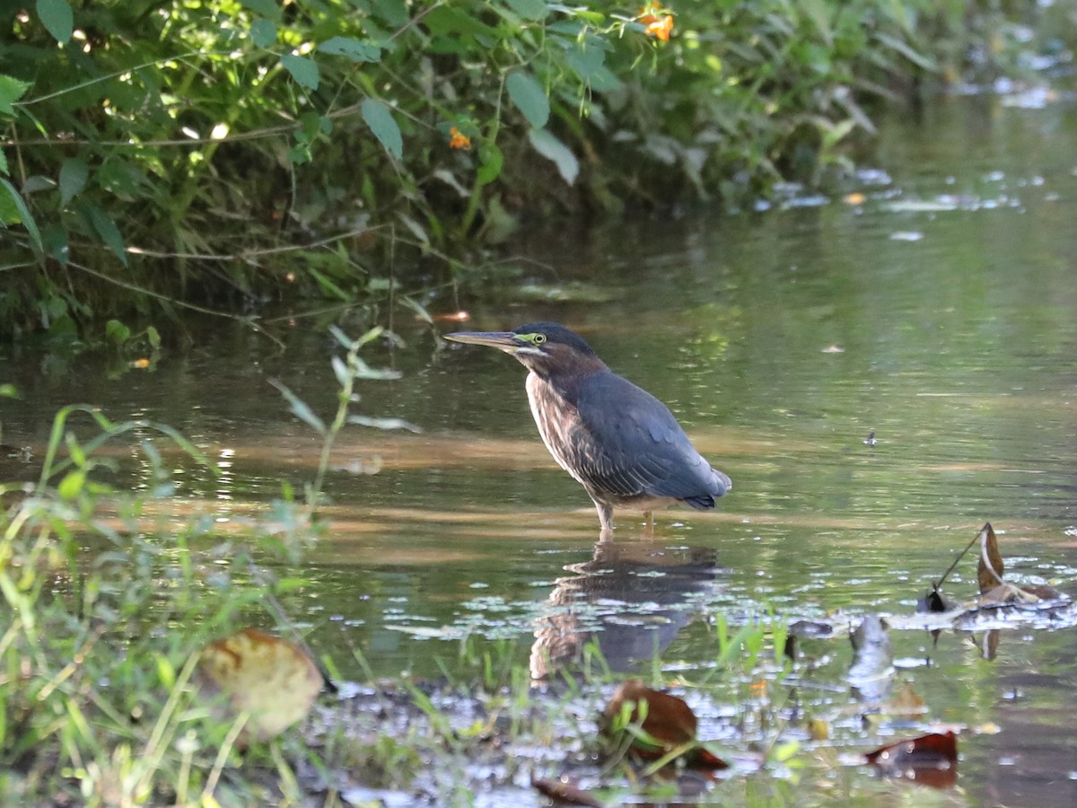 Green Heron - Daniel Hinnebusch