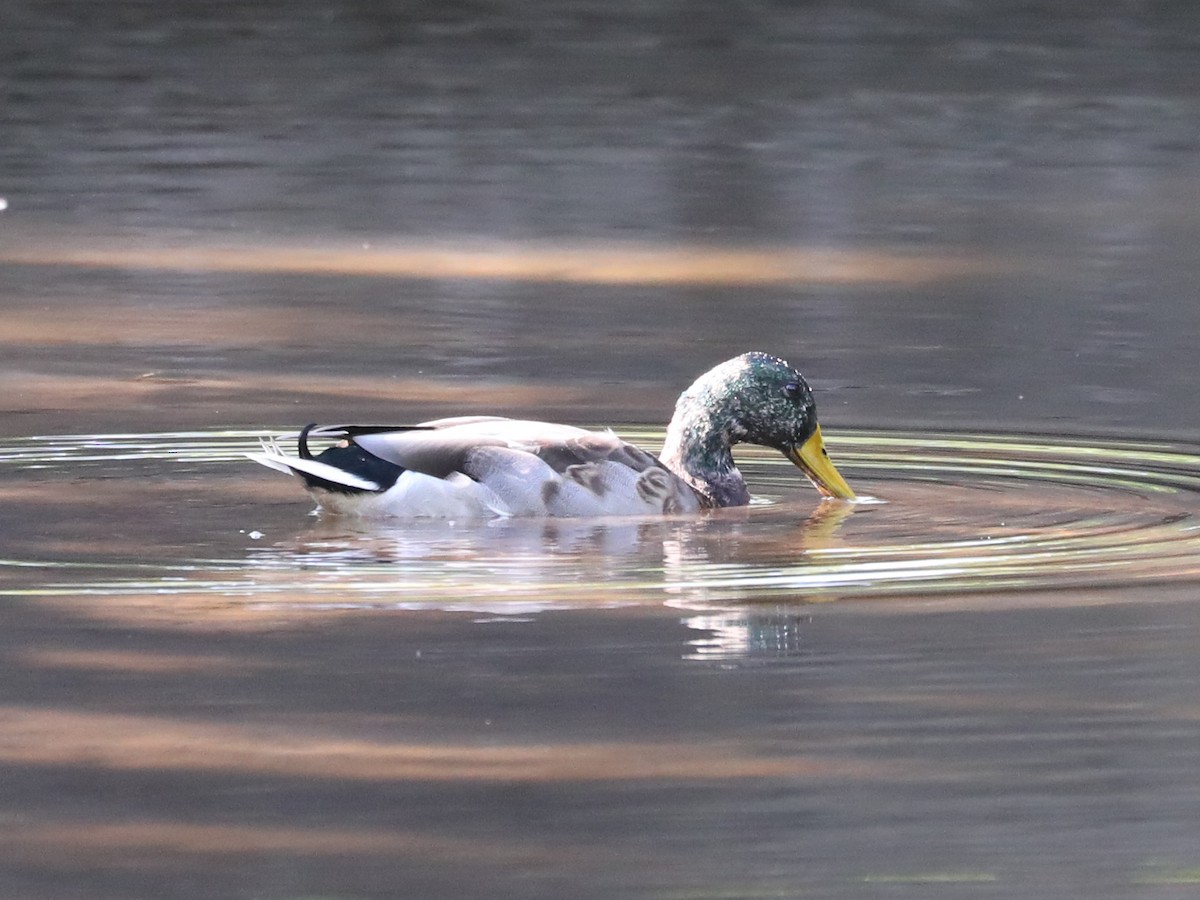 stokkand - ML609651330