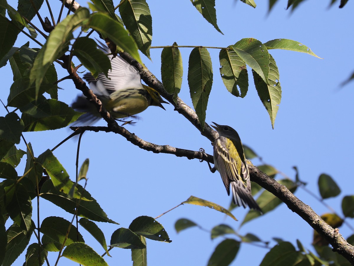 grønnparula - ML609651337