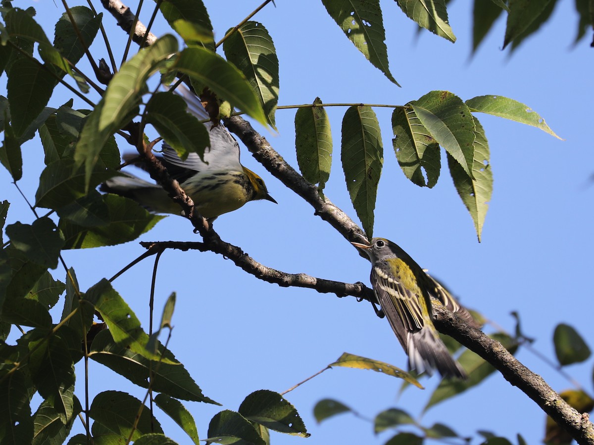 brunsideparula - ML609651343