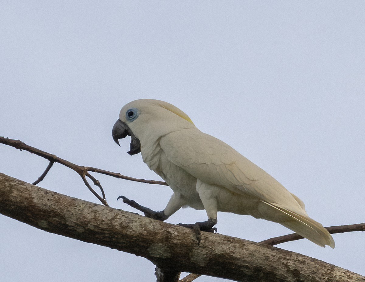 Blue-eyed Cockatoo - ML609651380