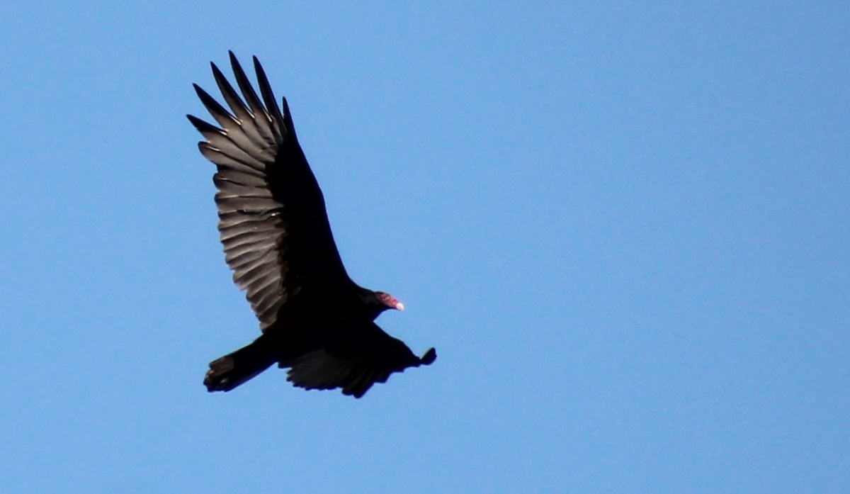 Turkey Vulture - ML609651397