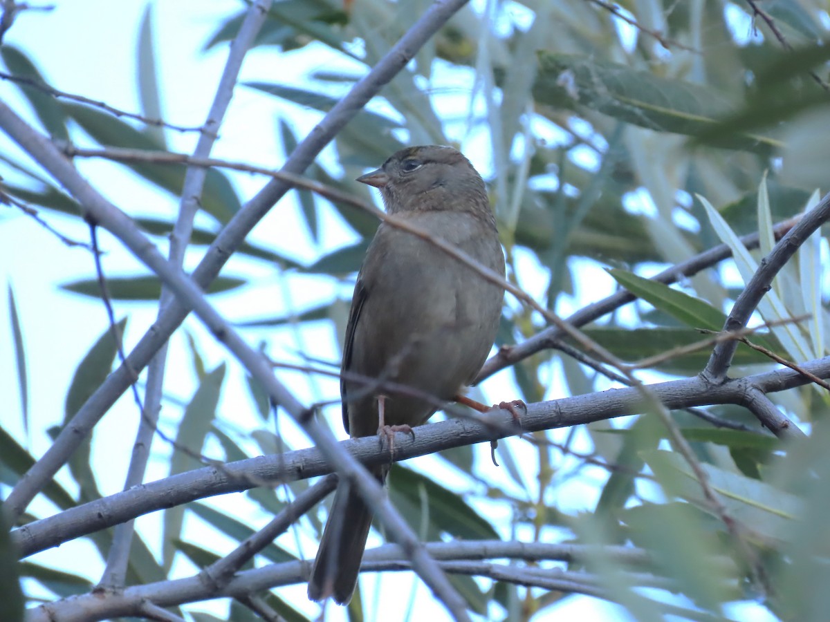 Golden-crowned Sparrow - ML609651410