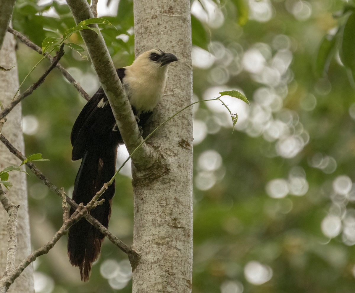 Coucal atralbin - ML609651446