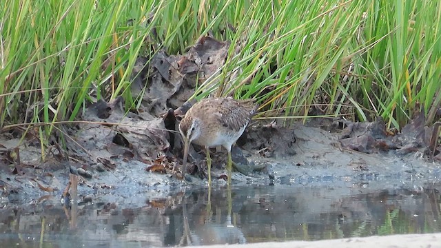 Short-billed Dowitcher - ML609651449