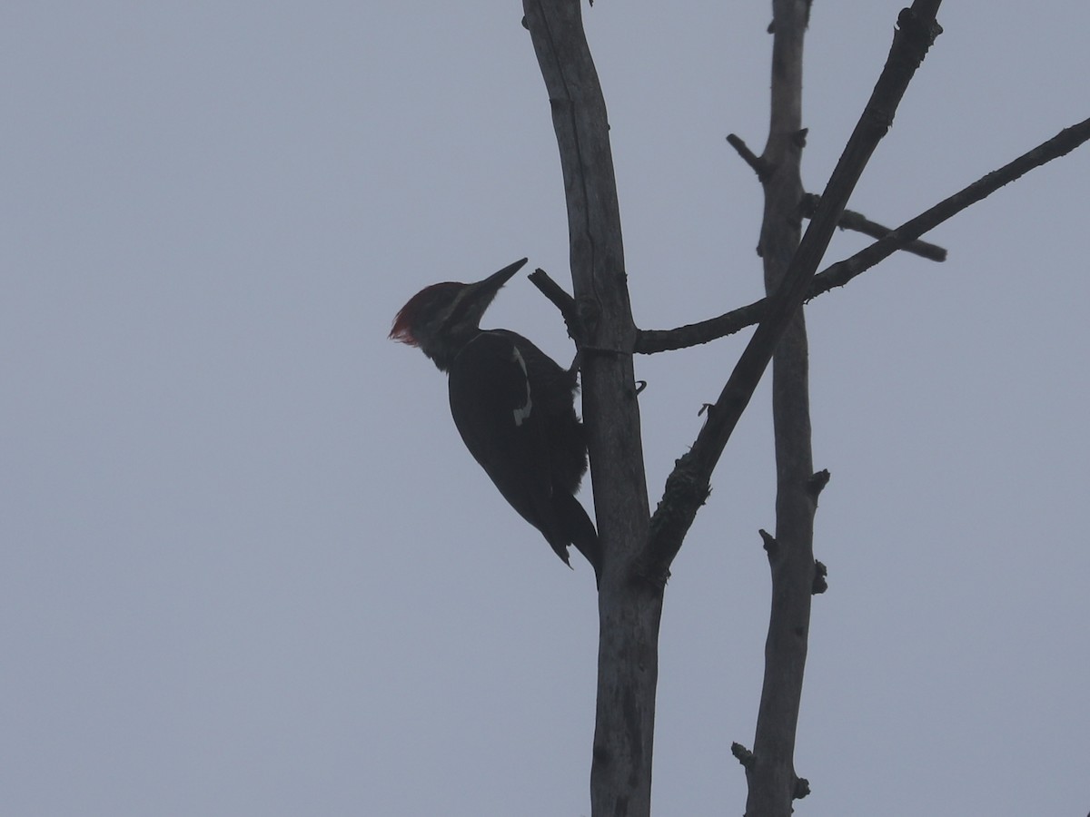 Pileated Woodpecker - ML609651463