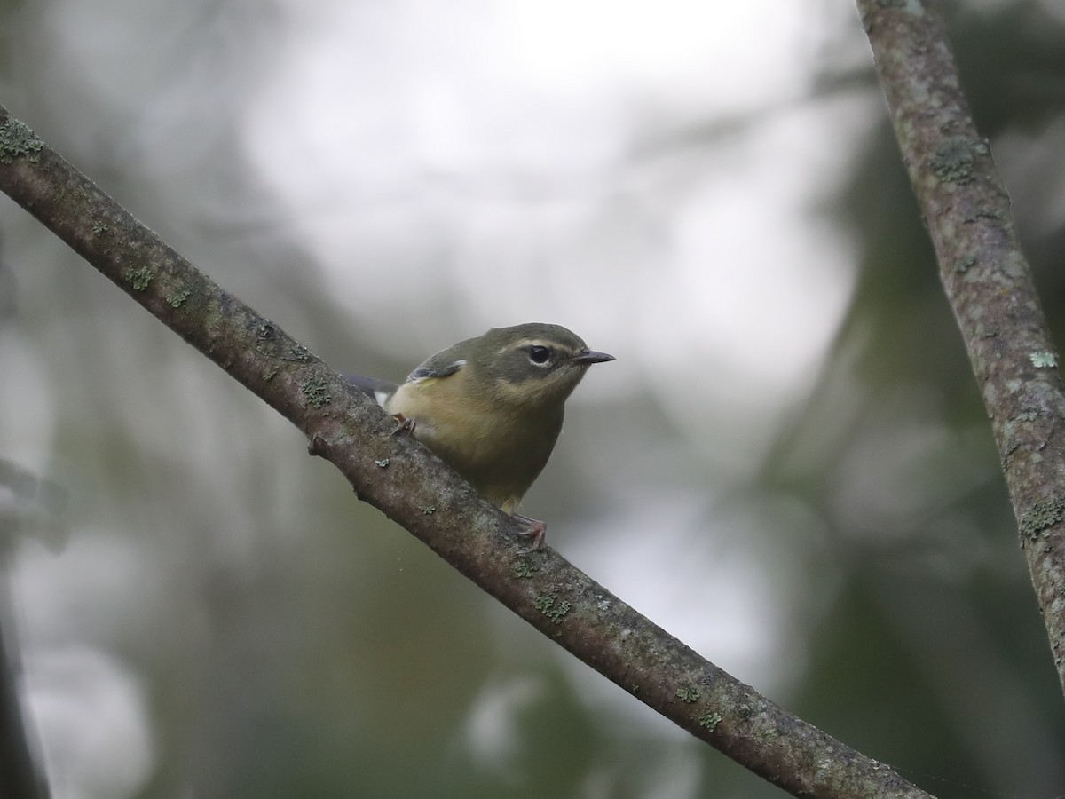 Black-throated Blue Warbler - ML609651484