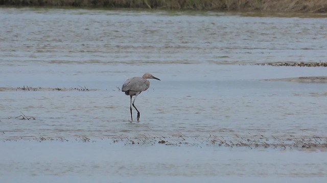 Reddish Egret - ML609651516