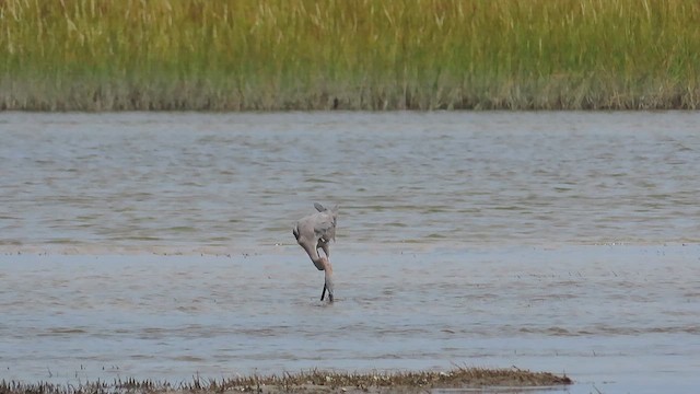 Reddish Egret - ML609651536