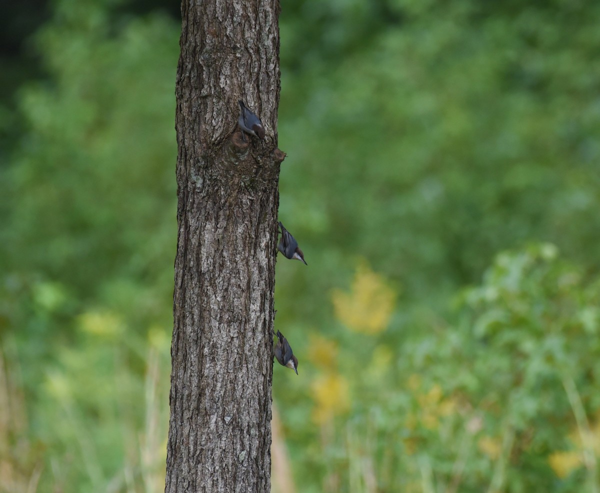 Brown-headed Nuthatch - ML609651555