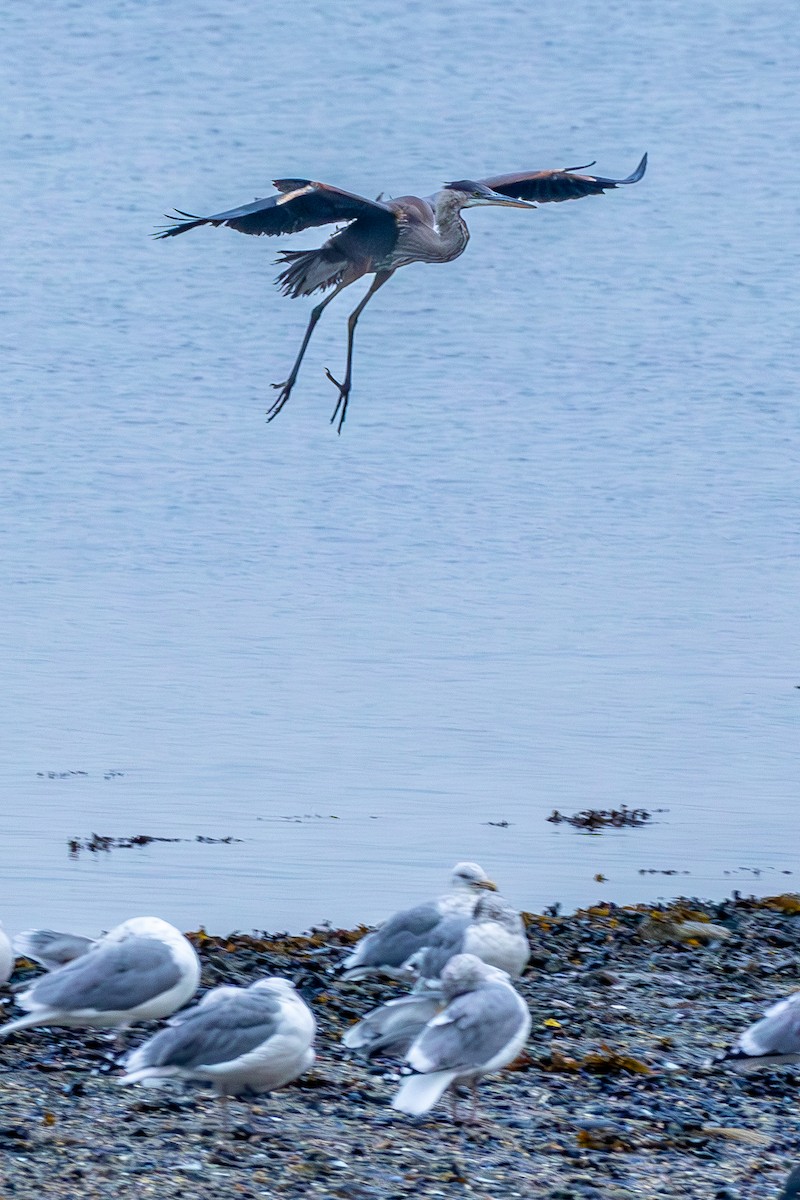 Great Blue Heron - David Bergstrom