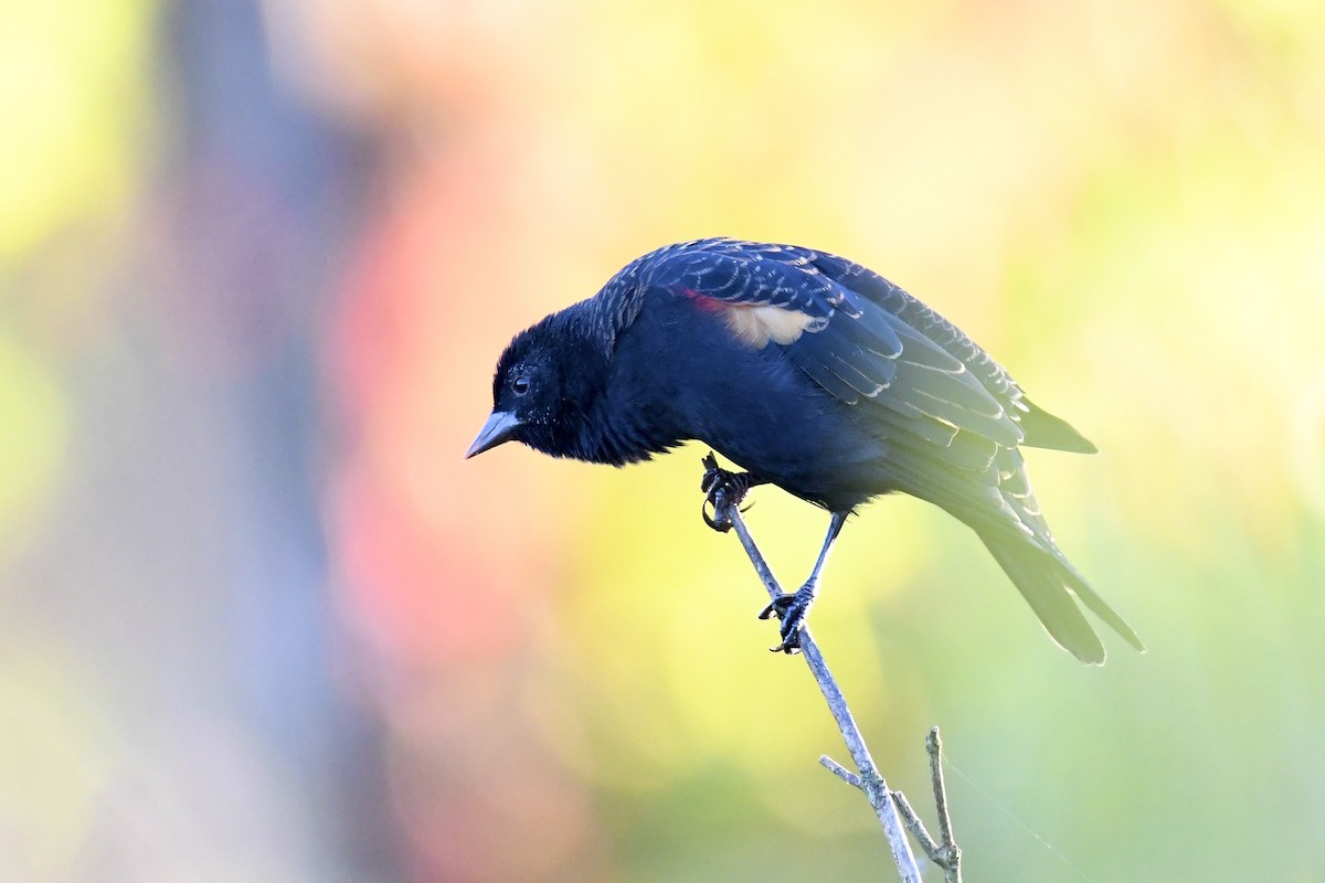 Red-winged Blackbird - ML609651645