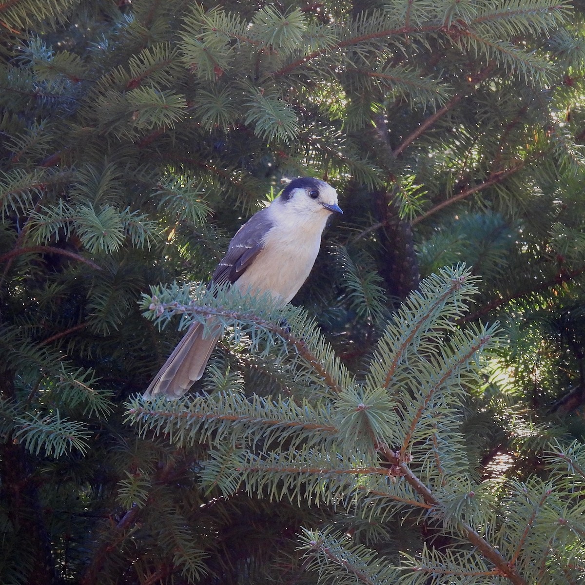 Canada Jay - ML609651706