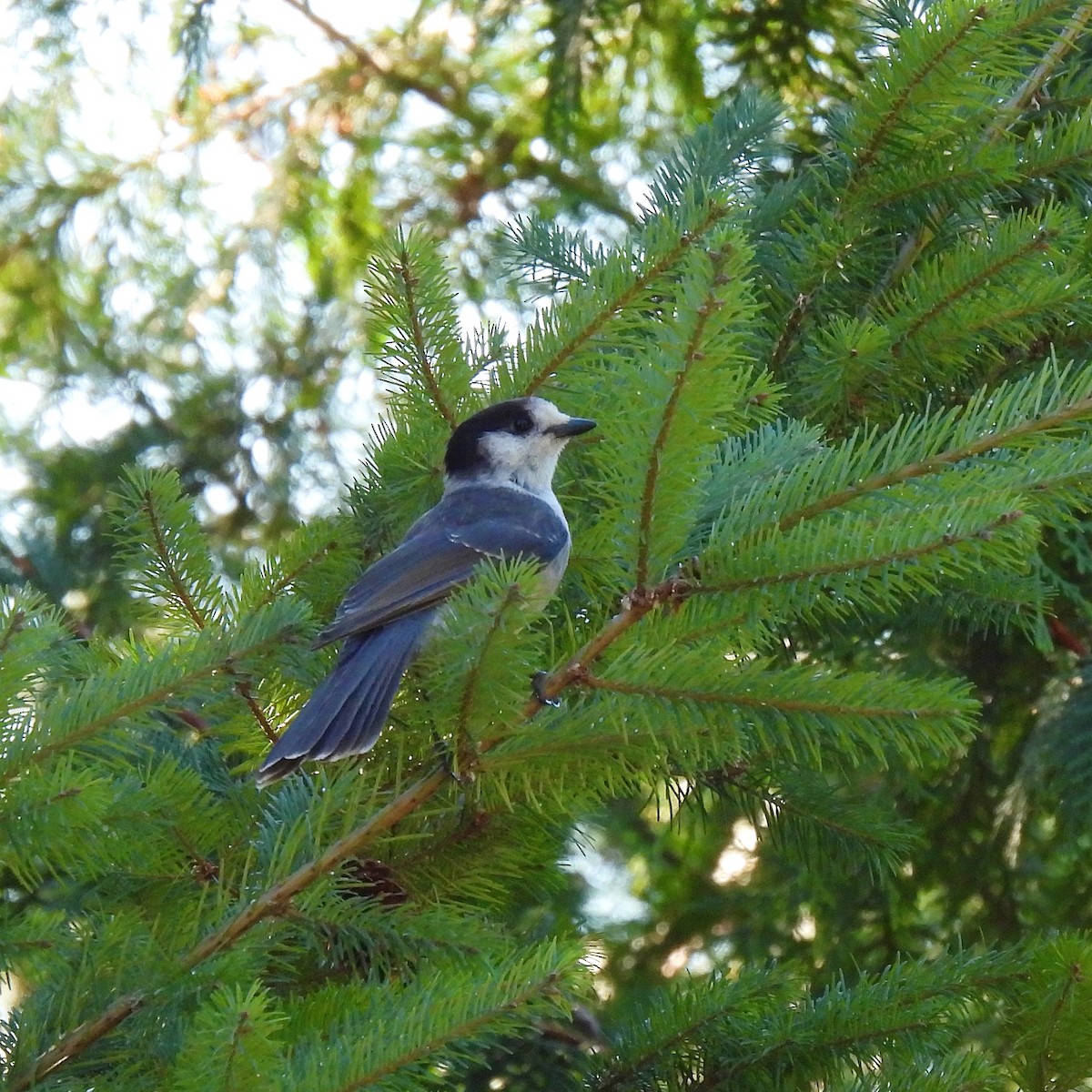 Canada Jay - ML609651707