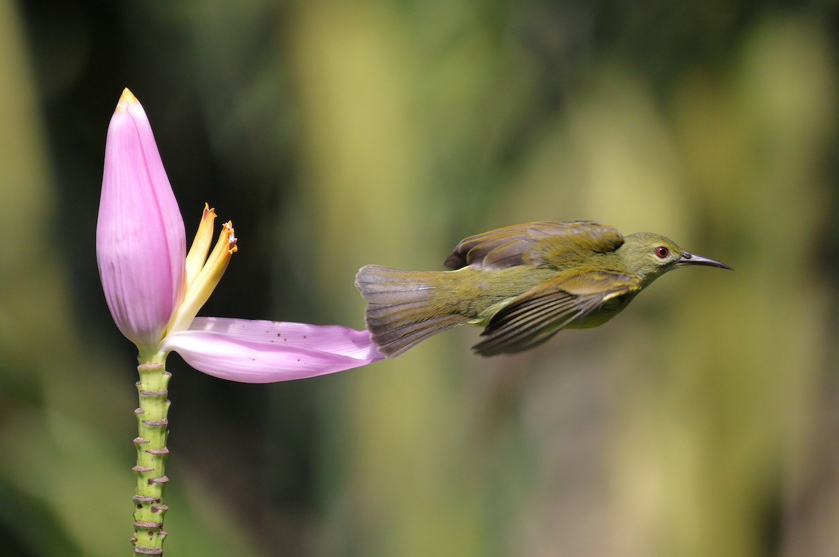 Brown-throated Sunbird - ML609651744