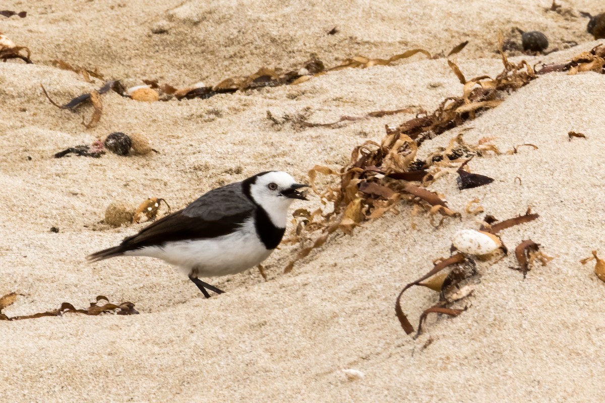 White-fronted Chat - Marlene Lyell