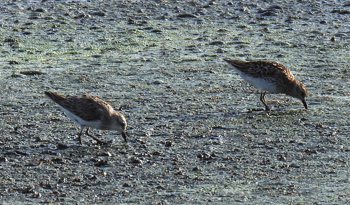 Semipalmated Sandpiper - ML609651984