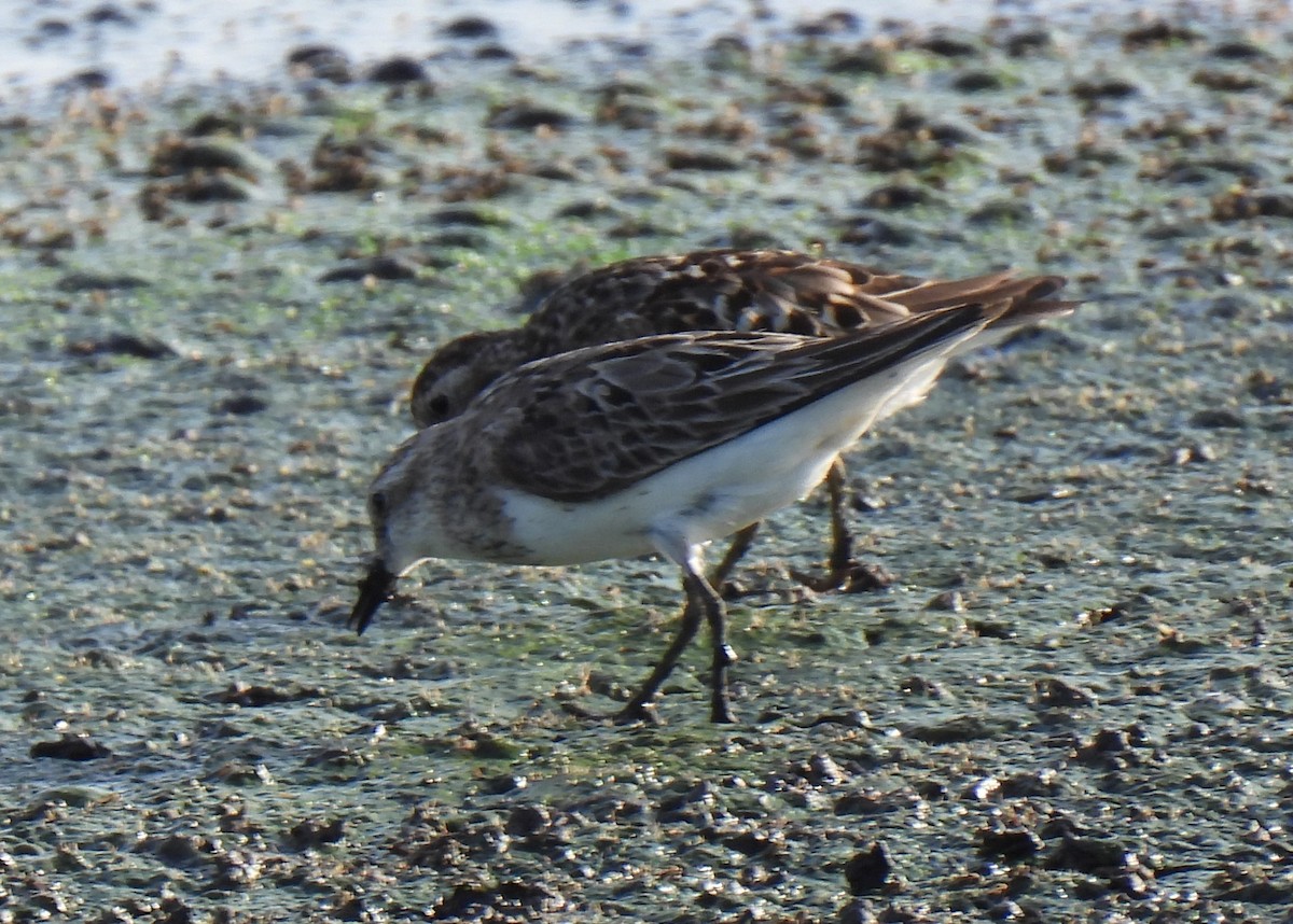 Semipalmated Sandpiper - ML609651989