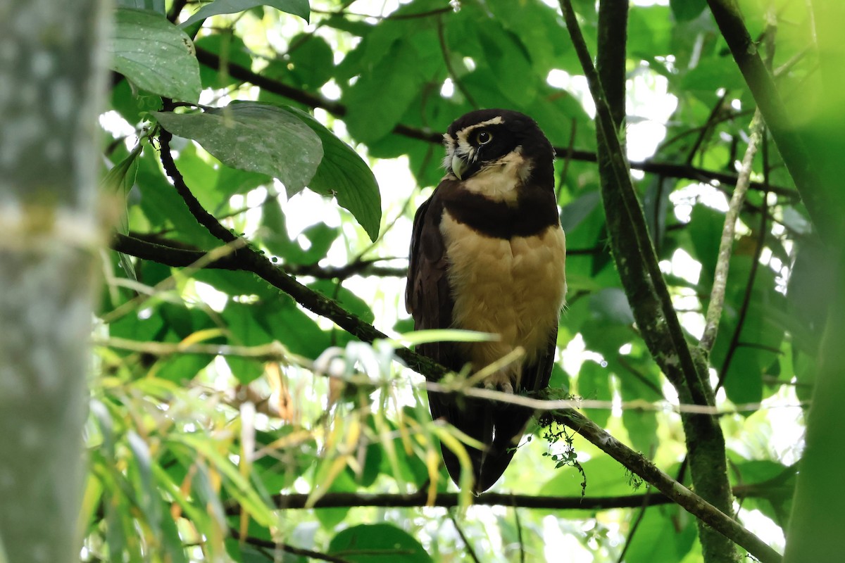 Spectacled Owl - ML609652031