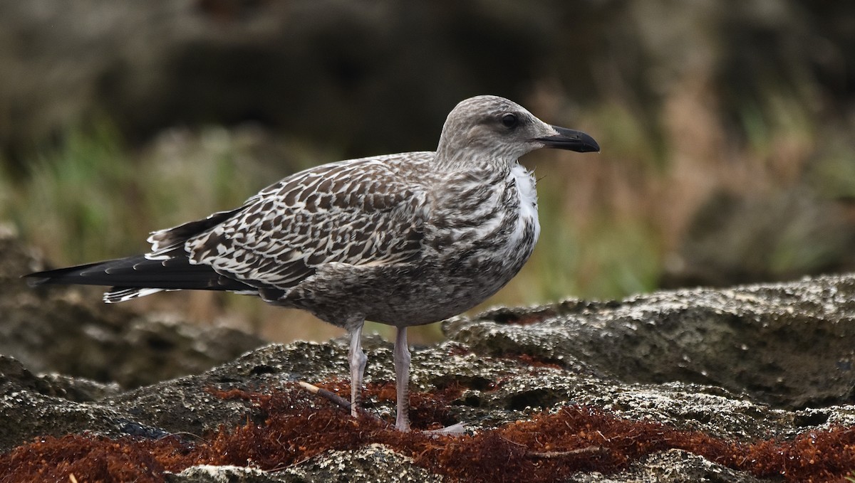 Gaviota Sombría - ML609652047