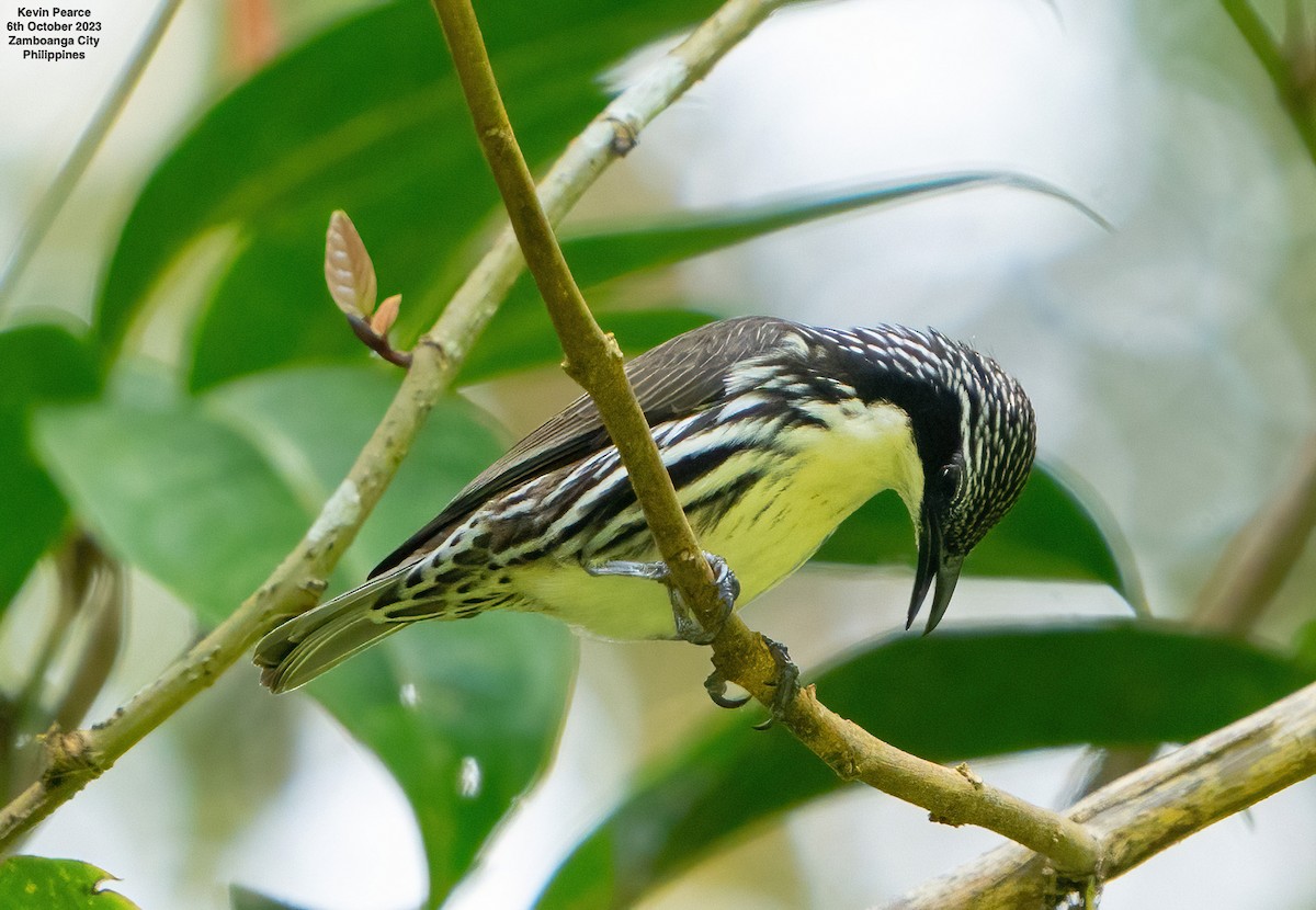 Stripe-sided Rhabdornis - ML609652076