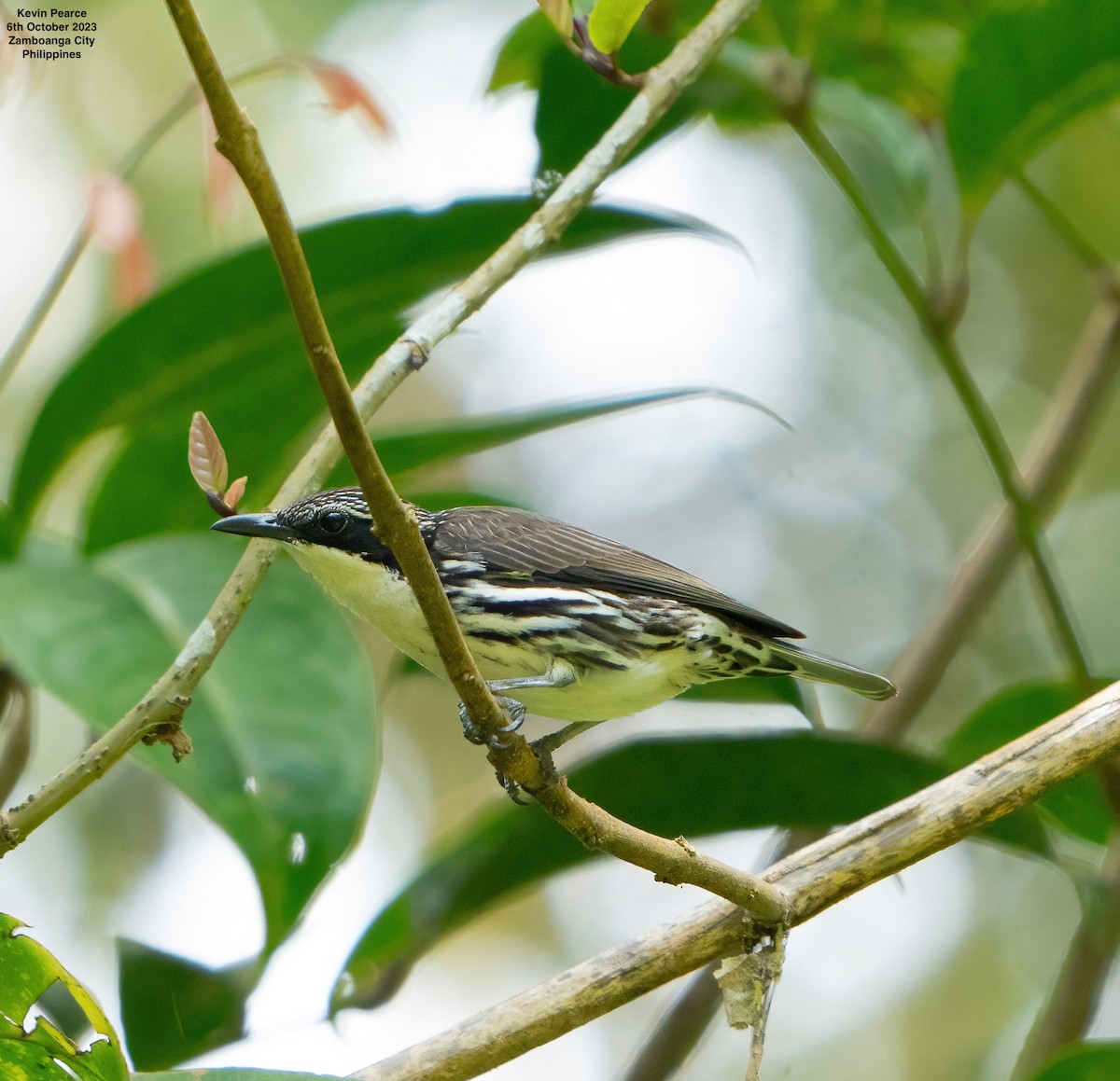 Rhabdornis à tête striée - ML609652077