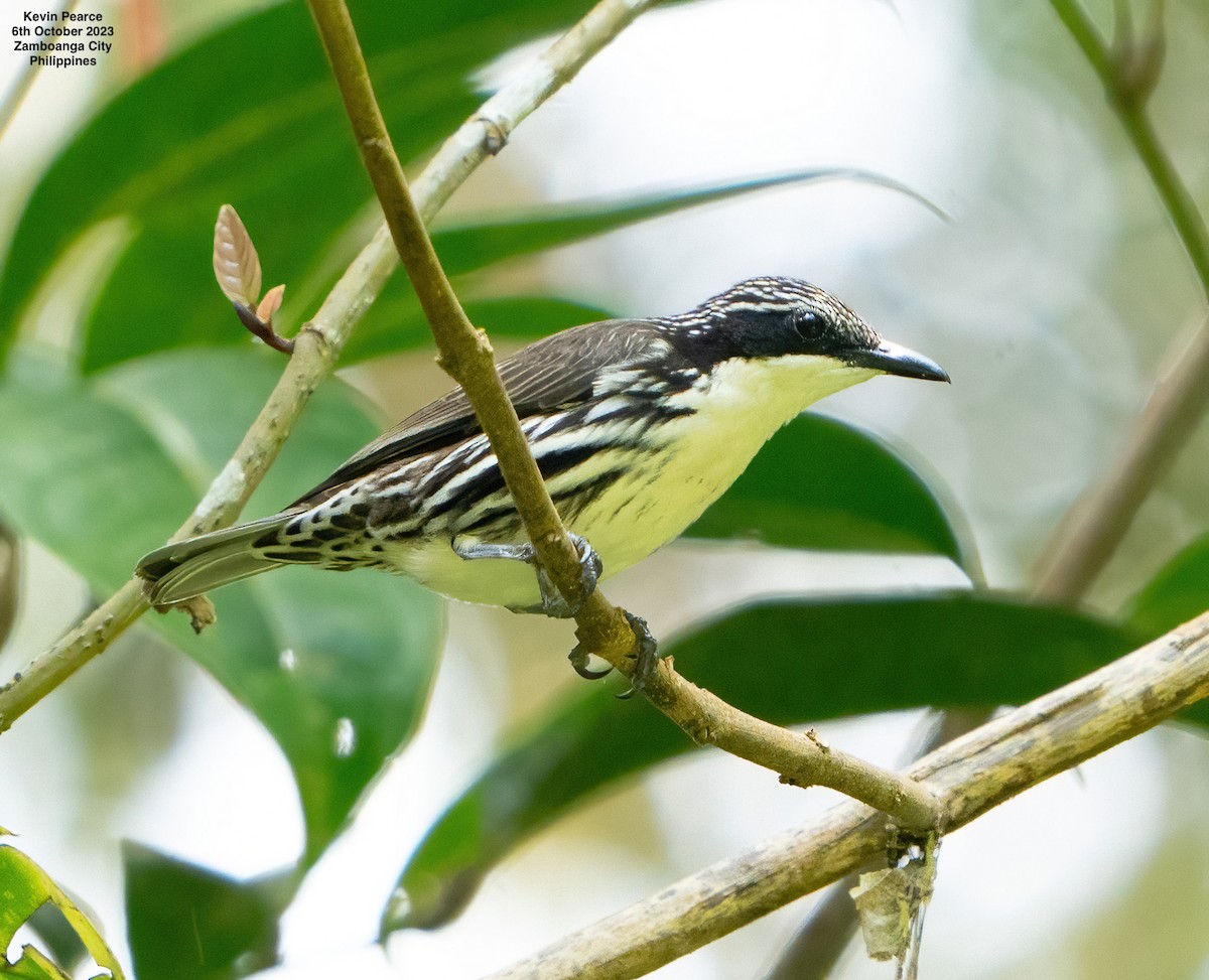 Rhabdornis à tête striée - ML609652079