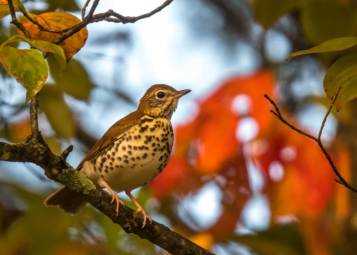 Wood Thrush - ML609652112