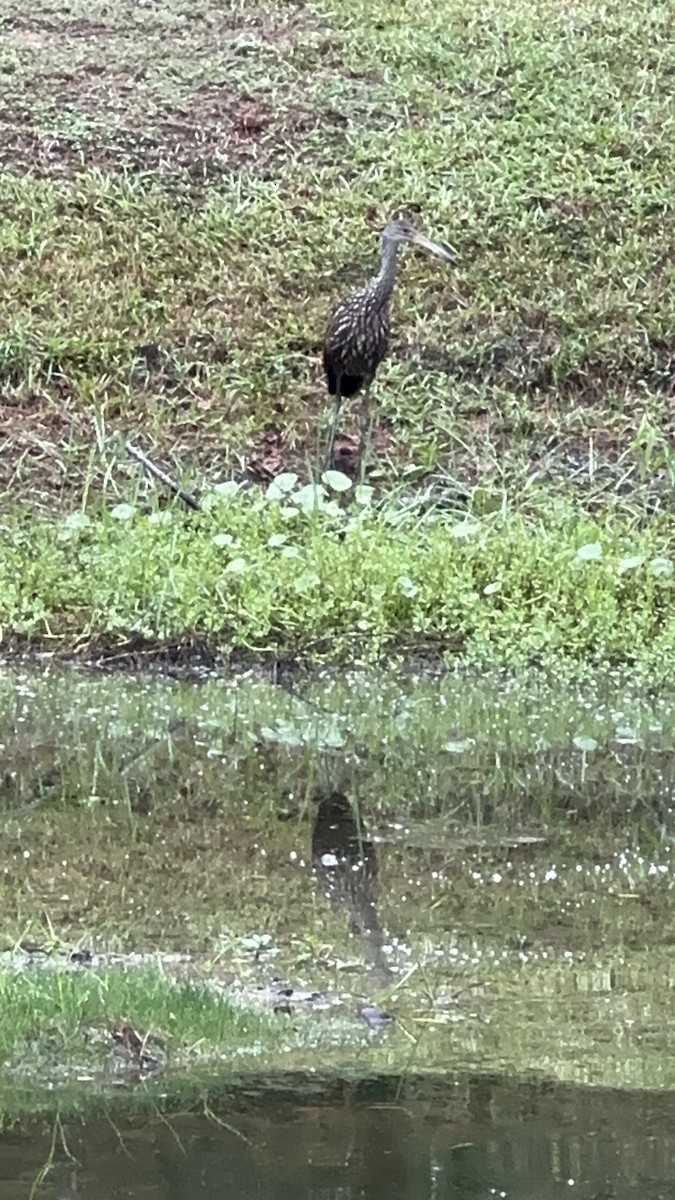 Limpkin - Scott Black