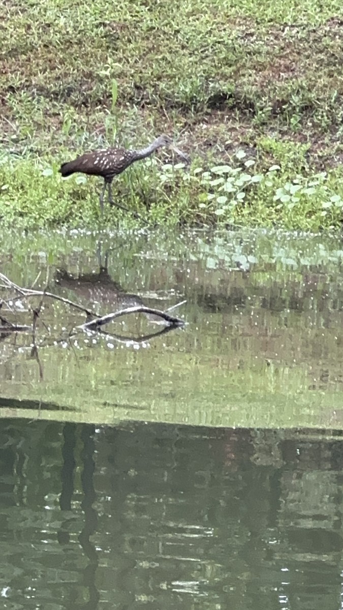 Limpkin - Scott Black